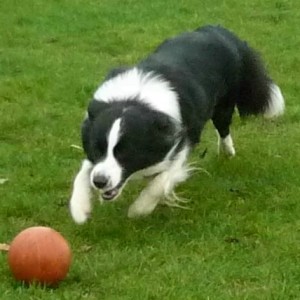 Alfie with ball