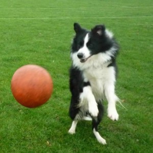 Alfie with ball