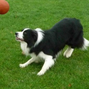 Alfie with ball