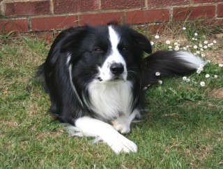 Jupavia Prince Of Thieves (Alfie)