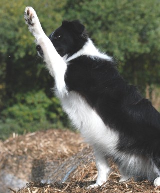 Charley High Five