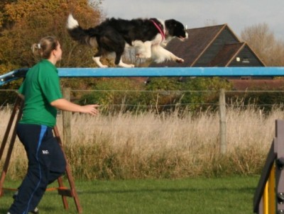 The Dog Walk