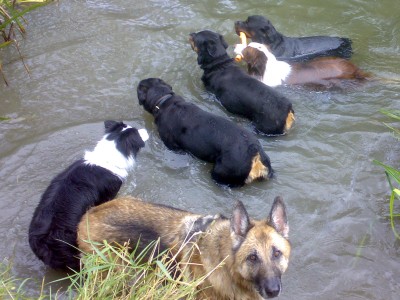 Swimming with the Pack