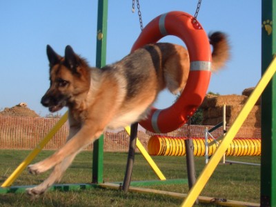 Jazz Jumping through tyre