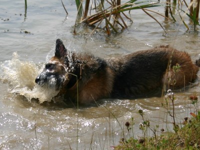 Jazz enjoying the water