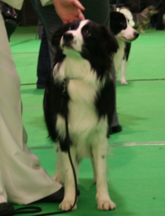 Alfie at Luton Canine association show