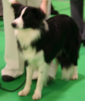 Evie at Luton Canine association show