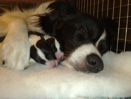 Fern with puppies