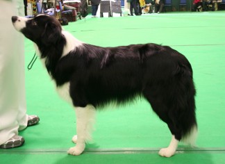 Merlin at Luton Canine association show