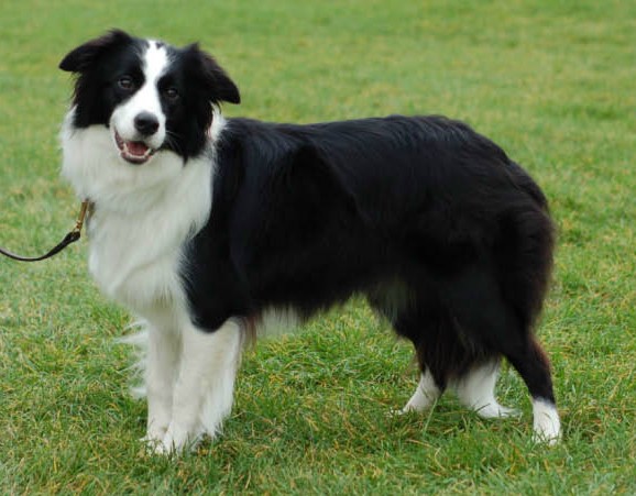 crufts border collie