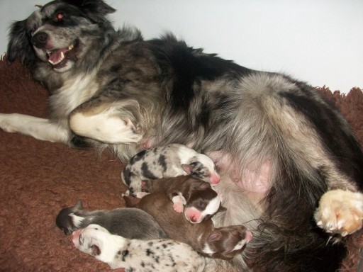Tizzy and Pups