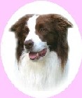 Jupavia Border collie Logo