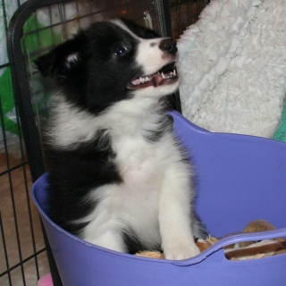 One of the Puppies in the Toy box