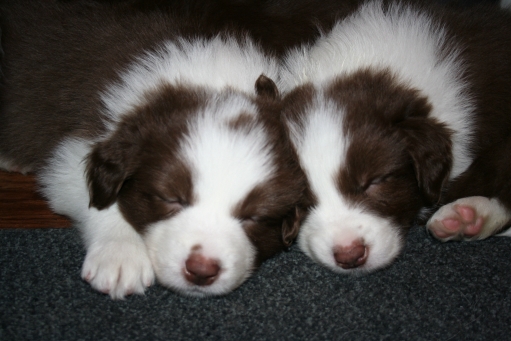 Two of the Puppies