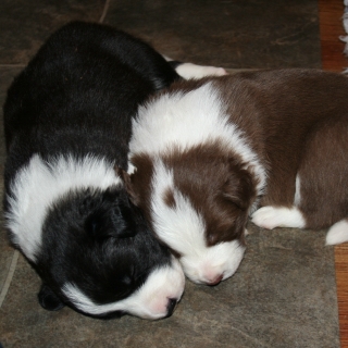 Two more of the Puppies