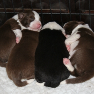 Four of the Puppies Asleep