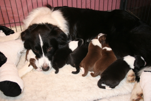 Charley and Puppies