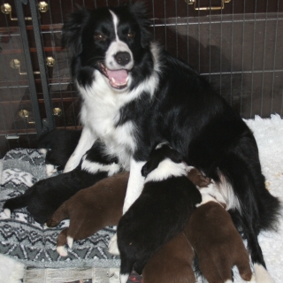 Puppies at the Milk Bar