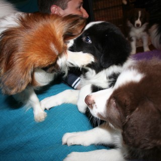 Tigger, Shelby, and Leo