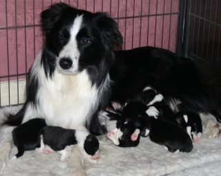 Evie and Puppies