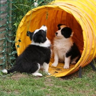 Lucca and Lacey in the Tunnel