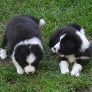 Willow and Jazzy