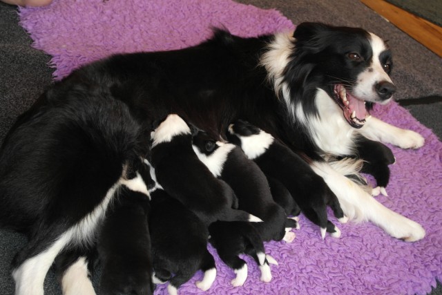 Evie and Her Puppies