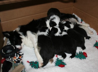 Feeding on Mum at 3 weeks old