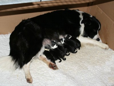 Fern and Her Litter