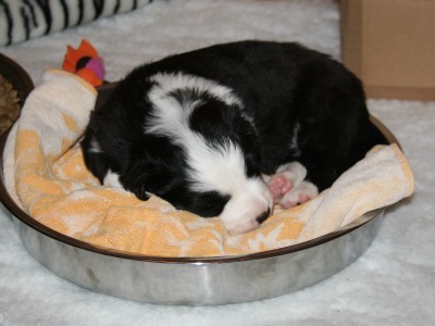 Messy in the food bowl