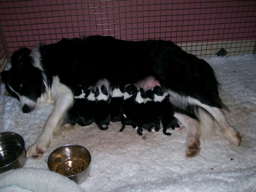 Fern with Her new Litter