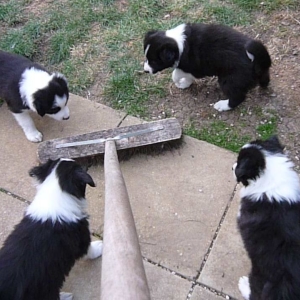 Puppies and Broom