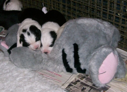 Puppies asleep on a cat