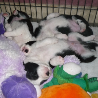 Puppies Asleep