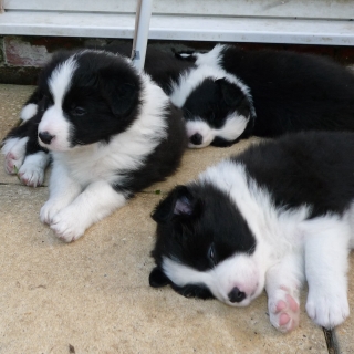 Mia, Freddie, and Tum