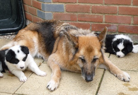 Jazzy with Ace and Freddie