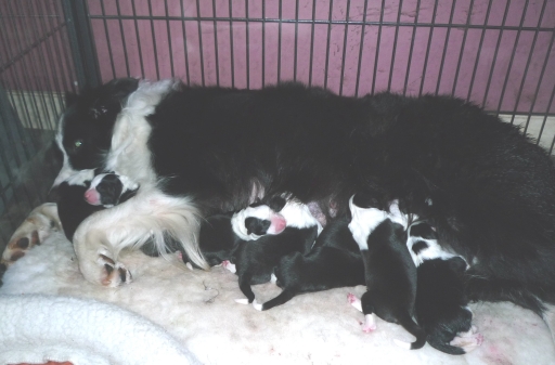 Tia and Puppies