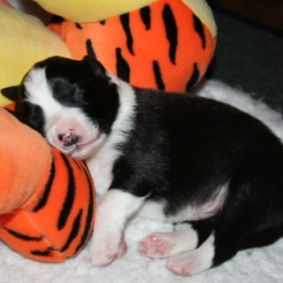 Baby Sevi with his Tigger