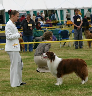 Wizard at South Wales Champ Show